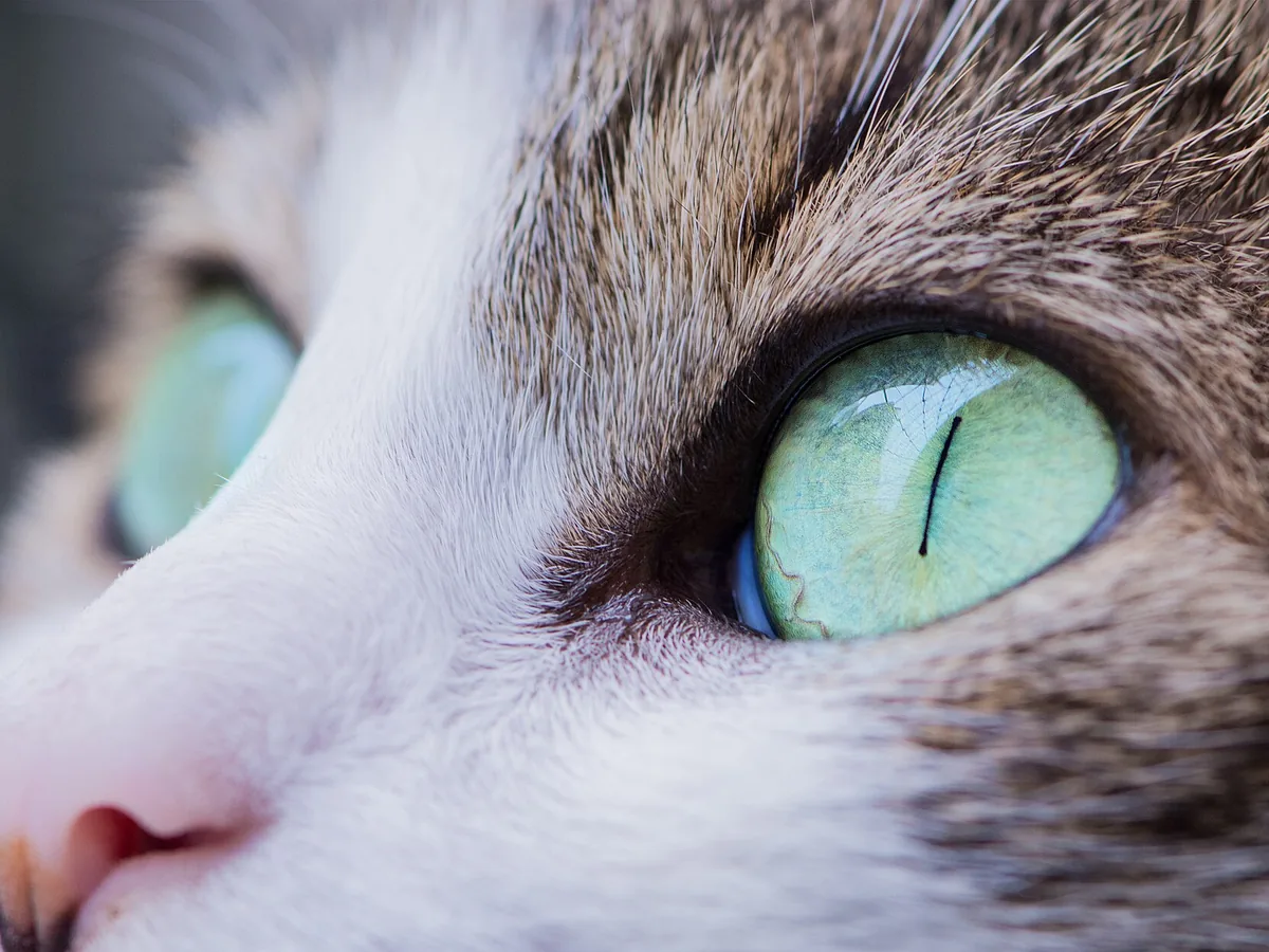 Close-up of a cat's green eye