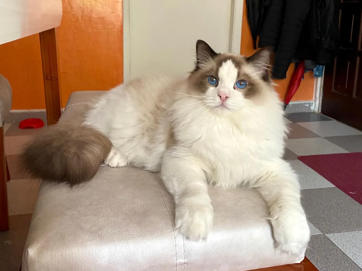 Ragdoll